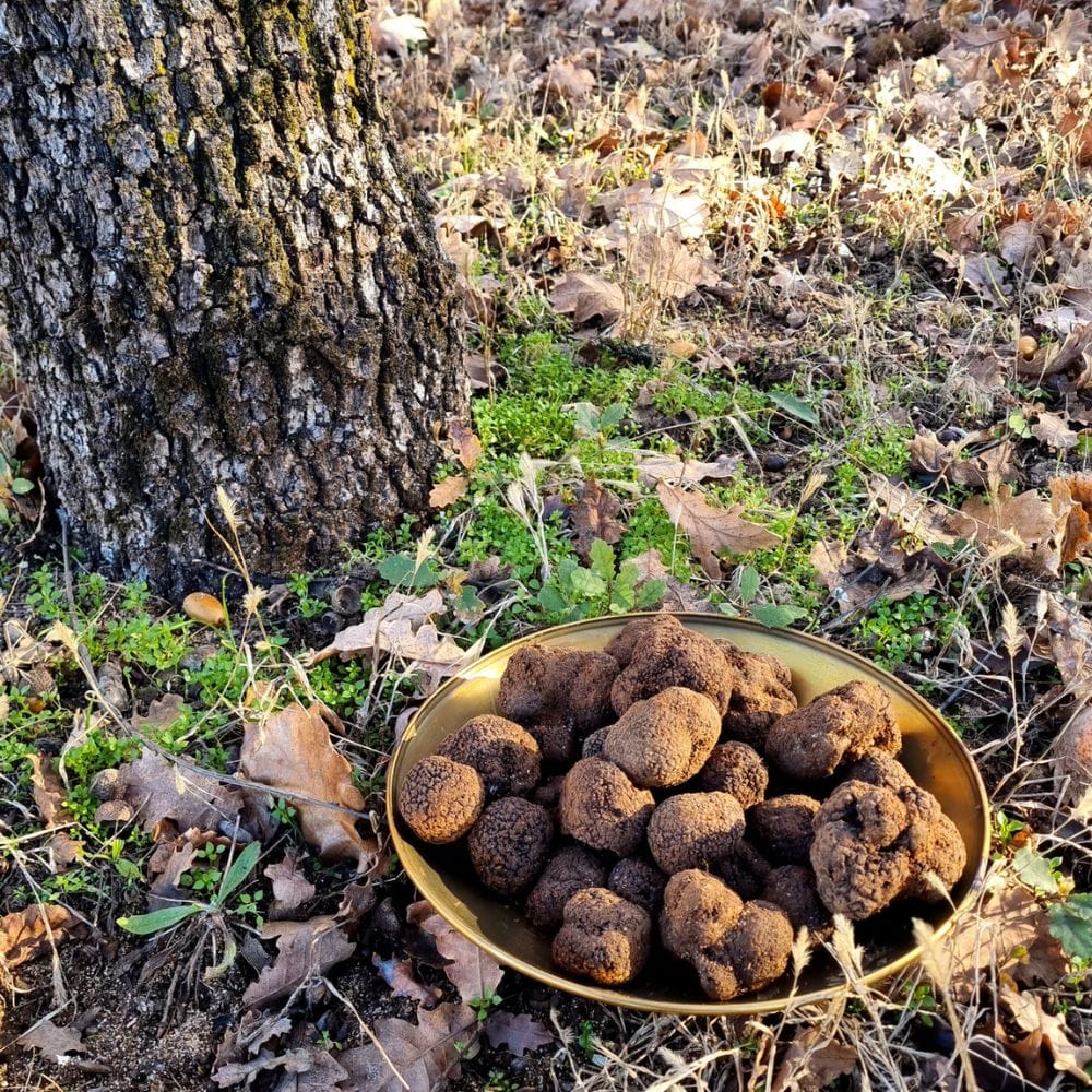 SCOPRI I SEGRETI DEL TARTUFO: SEMINARIO SUL TARTUFO