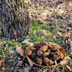 SCOPRI I SEGRETI DEL TARTUFO: SEMINARIO SUL TARTUFO