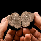 SCOPRI I SEGRETI DEL TARTUFO: SEMINARIO SUL TARTUFO