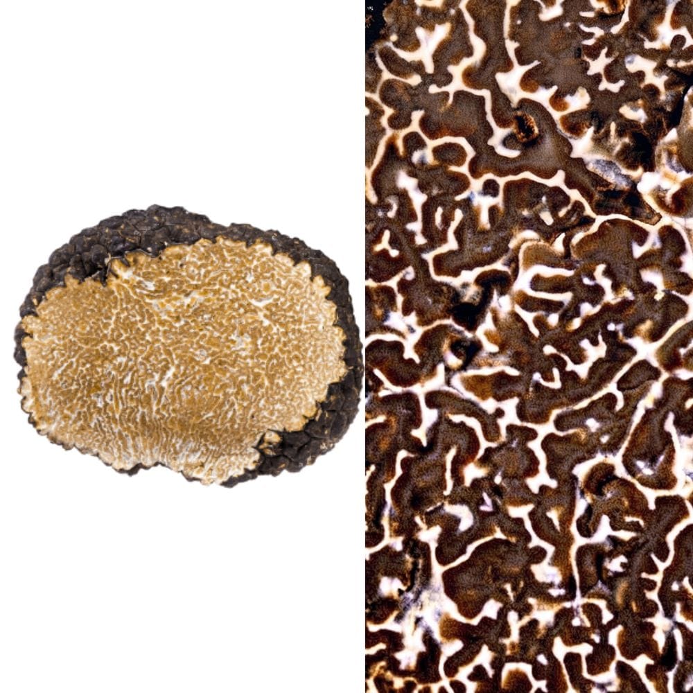 SCOPRI I SEGRETI DEL TARTUFO: SEMINARIO SUL TARTUFO