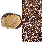 SCOPRI I SEGRETI DEL TARTUFO: SEMINARIO SUL TARTUFO
