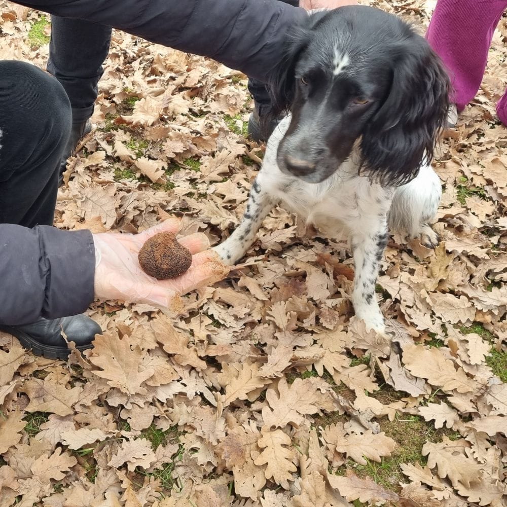 SCOPRI I SEGRETI DEL TARTUFO: SEMINARIO SUL TARTUFO