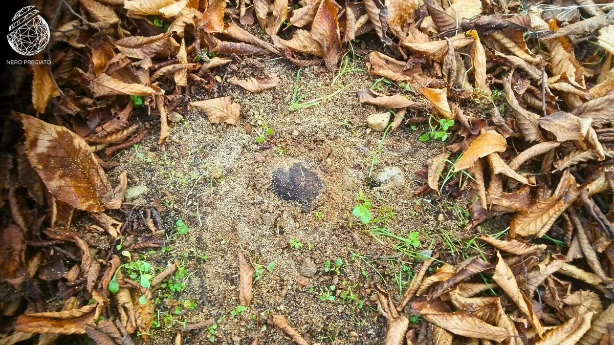 Tartufo Nero Pregiato (Tuber melanosporum) che affiora dal terreno sabbioso circoscritto da foglie secche all'interno della tartufaia.