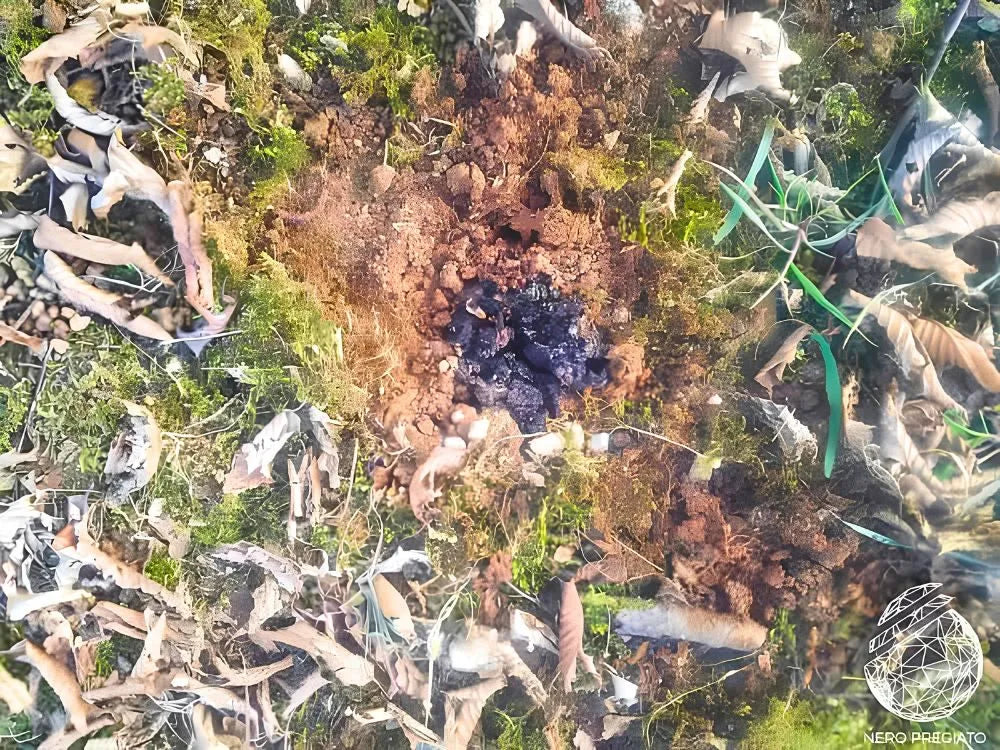 Tartufo Nero Pregiato lasciato maturare e marcire nel terreno tra muschio e foglie secche per arricchire la tartufaia.