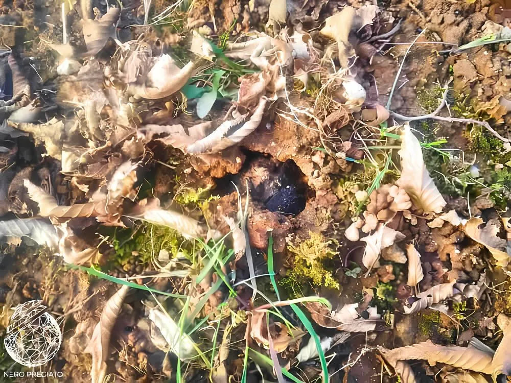 Dettaglio di Tartufo Nero Pregiato in decomposizione nel terreno della tartufaia, nel processo naturale di disseminazione delle spore.