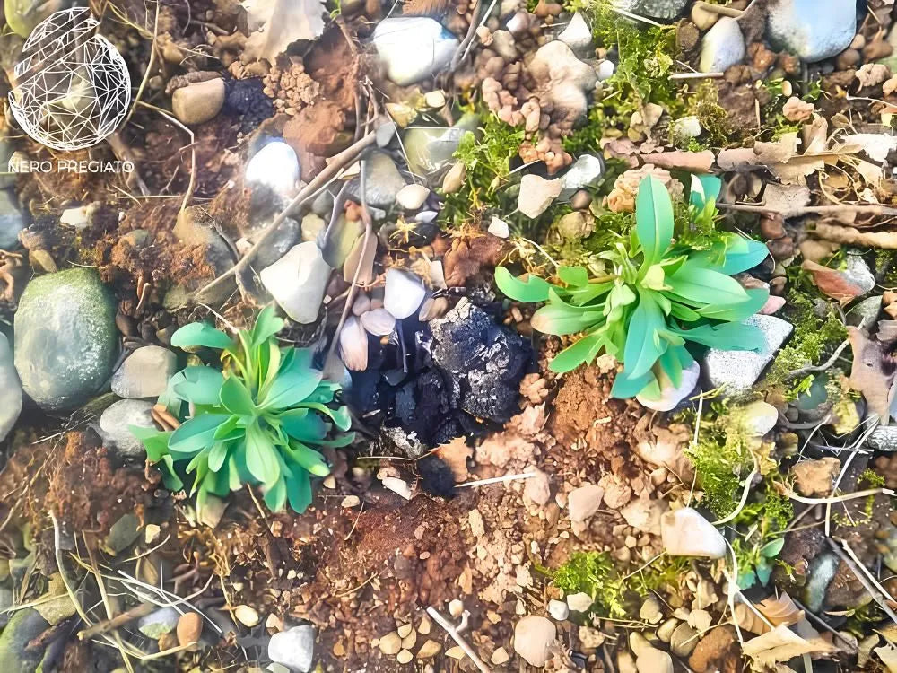 Resti di Tartufo Nero Pregiato marcito nel terreno di una tartufaia, tra muschio, foglie e vegetazione spontanea.