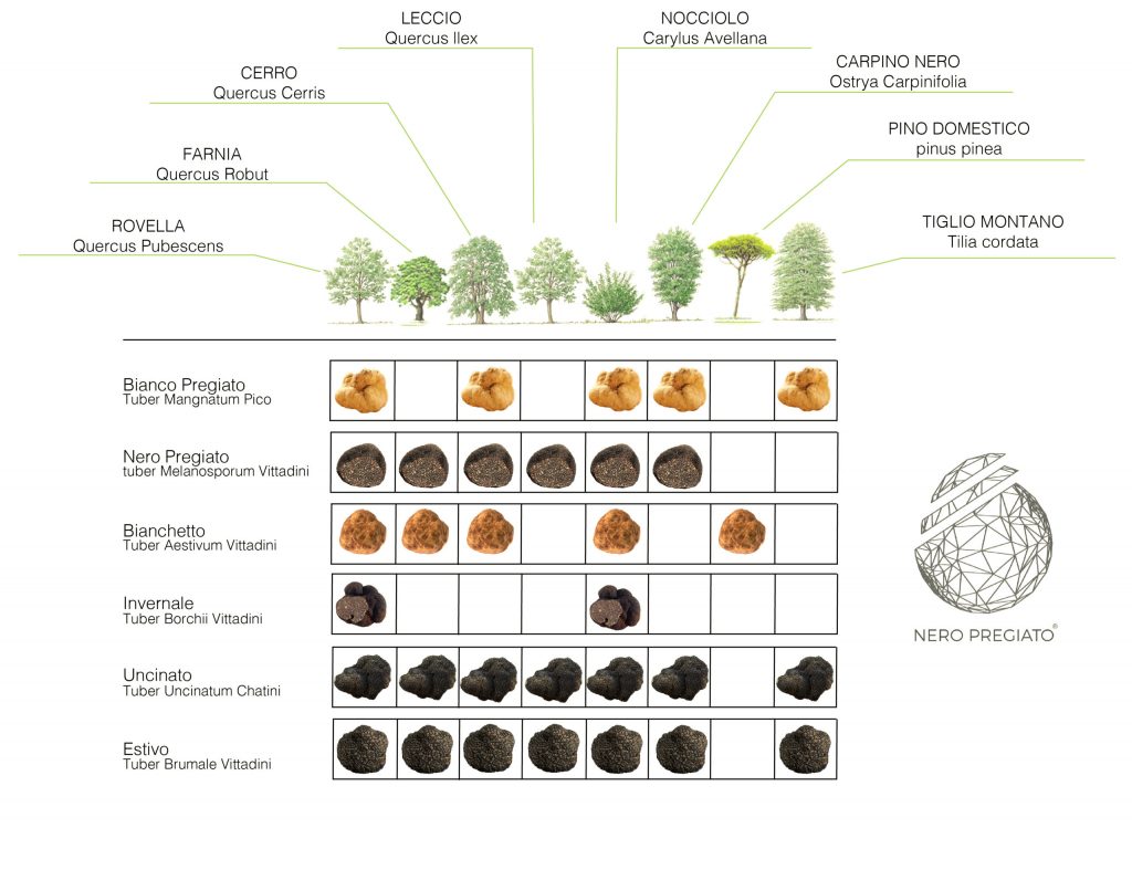 1 8 Piante Simbionte per 6 qualità di Tartufo Nero Pregiato logo scaled 1