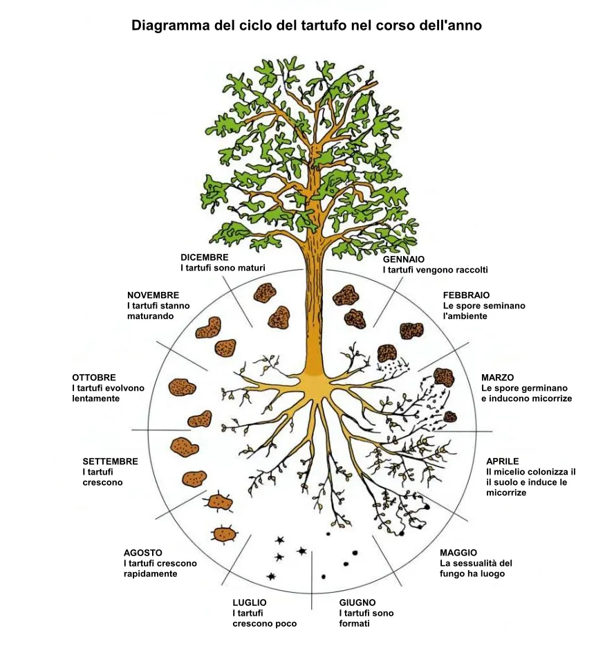 Diagramma del ciclo del tartufo nel corso dellanno