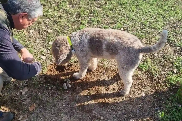 La ricerca del tartufo sempre in compagnia del cane