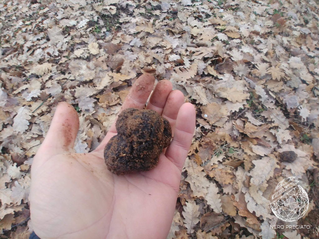 Nome volgare: Tartufo Nero Pregiato, la sua forma, profumo, sapore e piante simbionte