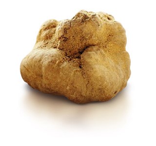 Tartufo Bianchetto