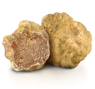 Tartufo Bianco Pregiato