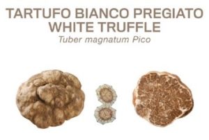 Tartufo Bianco Pregiato Tuber Magnatum Pico