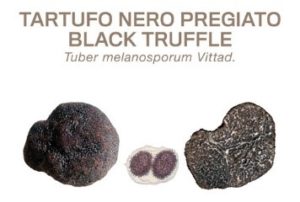 Tartufo Nero Pregiato Tuber Melanosporum Vitt.