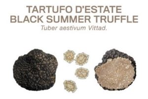 Tartufo Nero dEstate Tuber Aestivim Vitt.