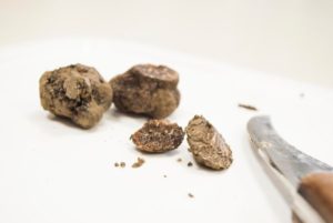 Tartufo moscato Tuber moschatum De Ferry e Tartufo nero Tuber Melanosporum Vittadini 1