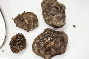 Tartufo moscato Tuber moschatum De Ferry e Tartufo nero Tuber Melanosporum Vittadini 3