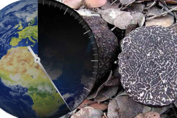 Tra 50 anni il tartufo sarà estinto. Scienziato analizza i dati sull’estinzione del tartufo causata dal cambiamento climatico