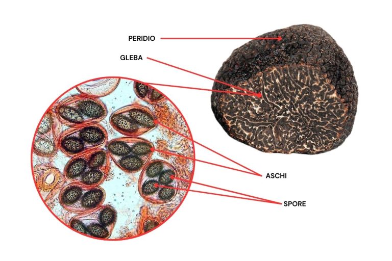 conformazione tartufo 1