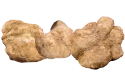 PRIMA SCELTA Tartufo BiancoPregiato