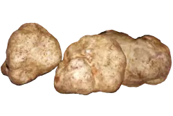 SELEZIONE EXTRA Tartufo BiancoPregiato