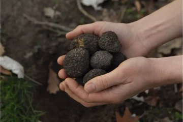 La salvaguardia del raccolto di tartufi in Italia legge e tradizione