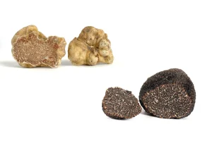 Il Tartufo Bianco Pregiato e il Tartufo Nero Pregiato