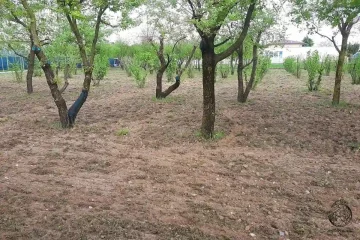 Piante da tartufo scelta delle piante terreno ideale e costi