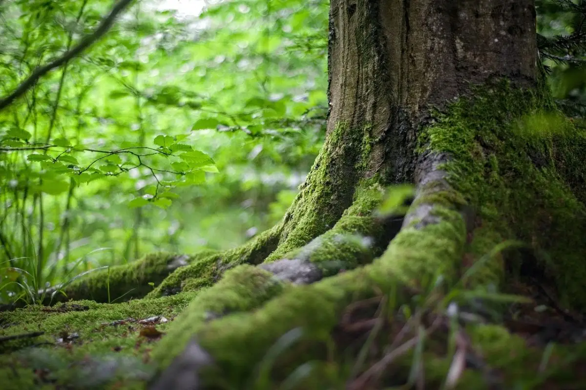 Piantare alberi e un investimento per le generazioni future