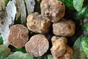 Tartufo bianco pregiato T. magnatum pico