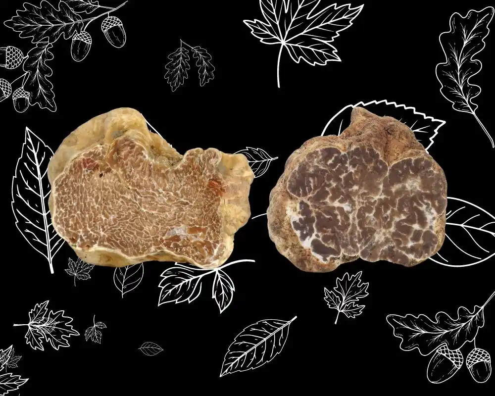 Differenze tra Tartufo bianco pregiato e bianchetto