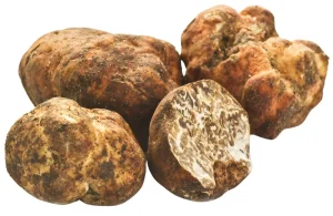 Tartufo bianchetto conosciuto anche come Marzuolo