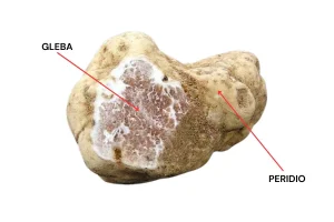 conformazione tartufo b