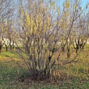 Amenti di nocciolo proprietà e benefici nutrizionali. Albero di Nocciolo nel periodo invernale con i fiori privi di petali, filamenti dorati simili a vermiciattoli, ricchi di proteine e probiotici naturali.