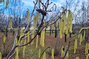 Albero di Nocciolo nel periodo invernale con i fiori privi di petali, filamenti dorati simili a vermiciattoli, ricchi di proteine e probiotici naturali. Amenti di nocciolo proprietà e benefici nutrizionali.