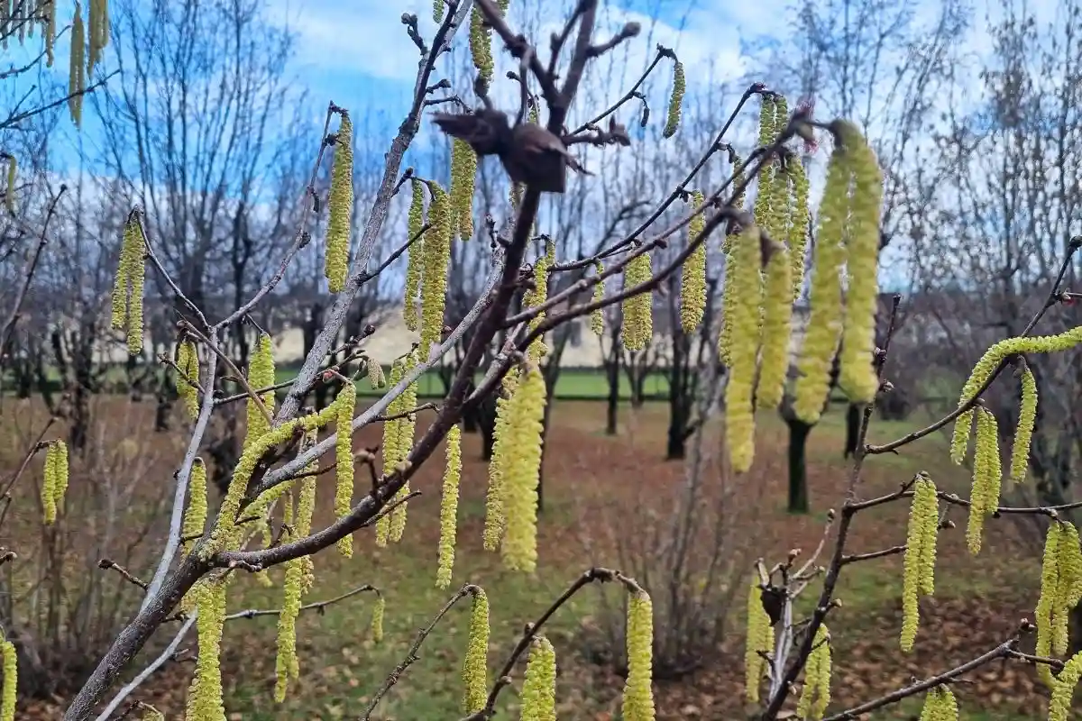 Albero di Nocciolo nel periodo invernale con i fiori privi di petali, filamenti dorati simili a vermiciattoli, ricchi di proteine e probiotici naturali. Amenti di nocciolo proprietà e benefici nutrizionali.