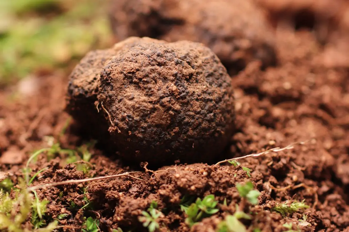 Esperto tartufaio con cane da trifola durante la cerca del Tartufo Nero Pregiato in Valtenesi