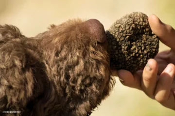 Le nuove scoperte di Monza, il cane da tartufo, trova il Tuber canirevelatum nella foresta
