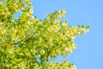 Fiori di tiglio in fiore, fonte di miele e simbionte del Tartufo Nero Pregiato