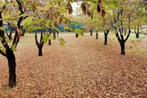 Panoramica delle operazioni colturali specifiche per la coltivazione del Tartufo Nero Pregiato, Tuber melanosporum, in una tartufaia gestita in modo professionale