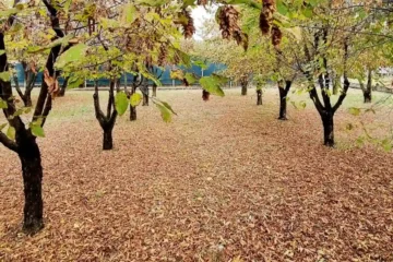 Panoramica delle operazioni colturali specifiche per la coltivazione del Tartufo Nero Pregiato, Tuber melanosporum, in una tartufaia gestita in modo professionale