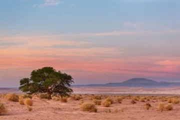 Tartufo del deserto si trova emerso dalla sabbia dopo una pioggia nel deserto