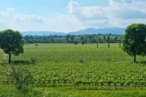 Film sul tartufo e la perdita dei boschi nelle zone tartufigene italiane