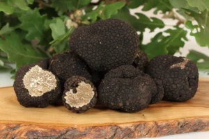 Grande esemplare di tartufo estivo scorzone appena raccolto