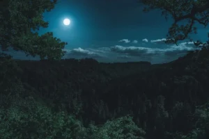 Tartufaio esperto durante le fasi lunari e cerca del Tartufo con il cane nel bosco.